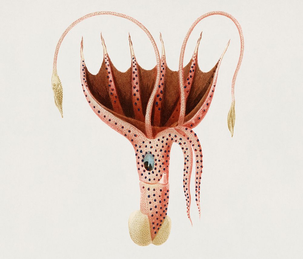 Vintage Illustration of The umbrella squid (Histioteuthis bonnellii) illustrated by Charles Dessalines D' Orbigny (1806…