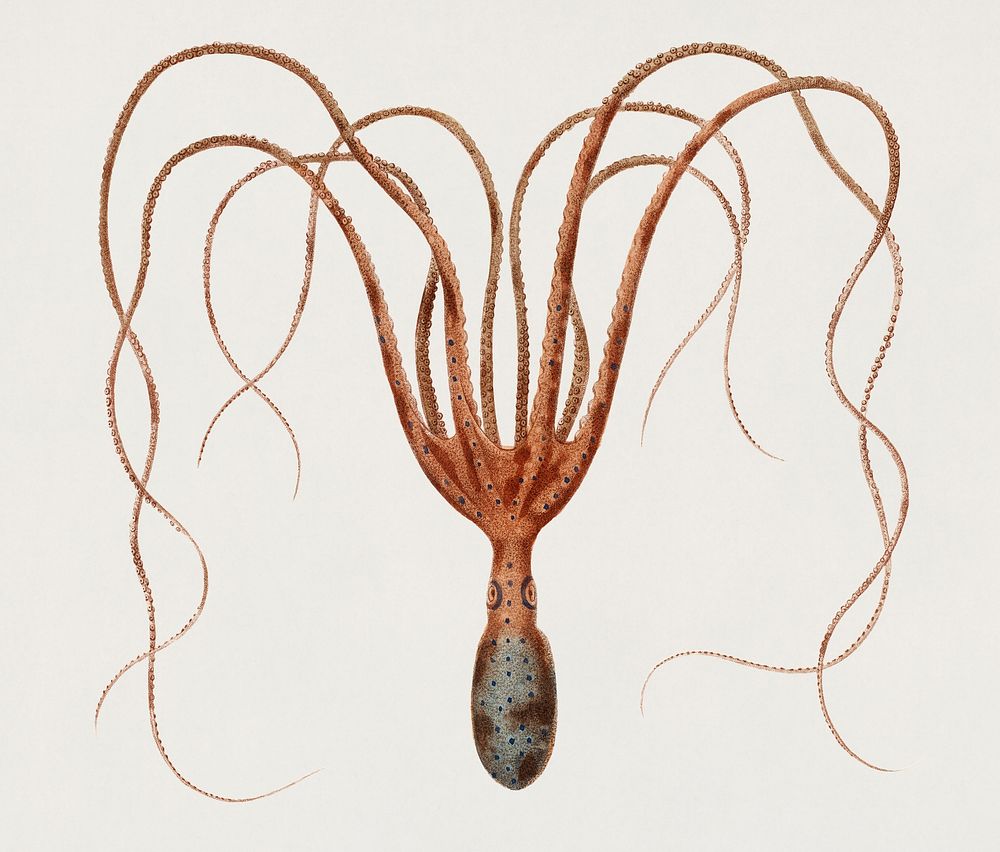 Vintage Illustration of The common octopus (Octopus vulgaris)