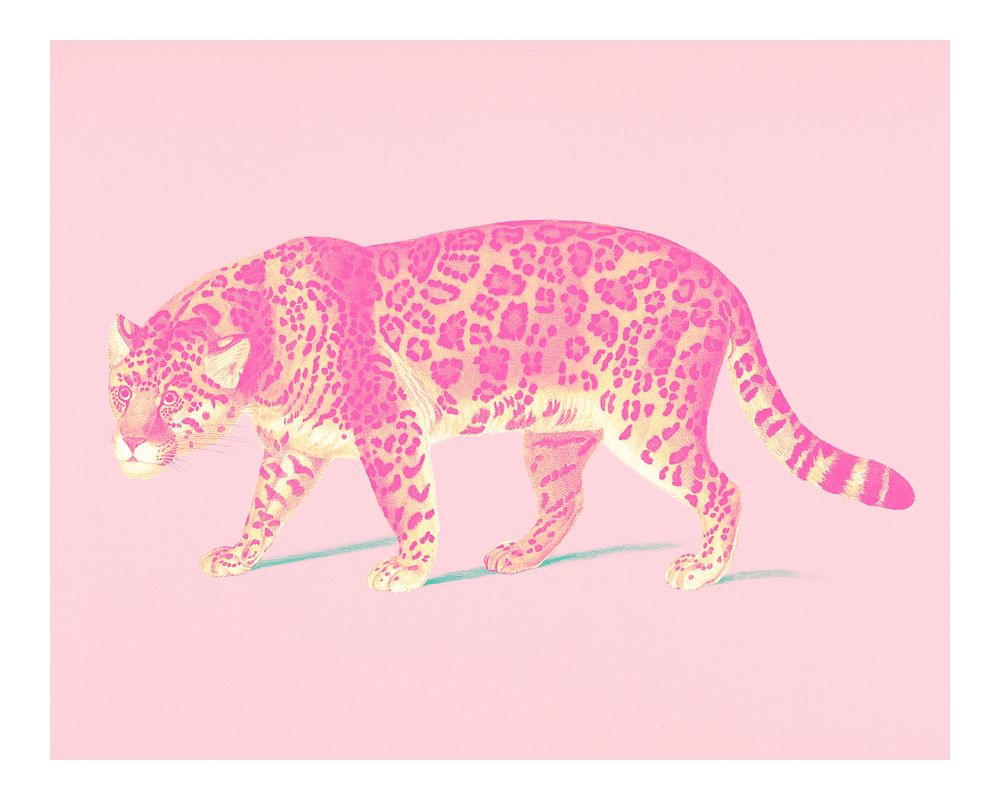 Vintage jaguar (Panthera Onca) illustration wall art print and poster.