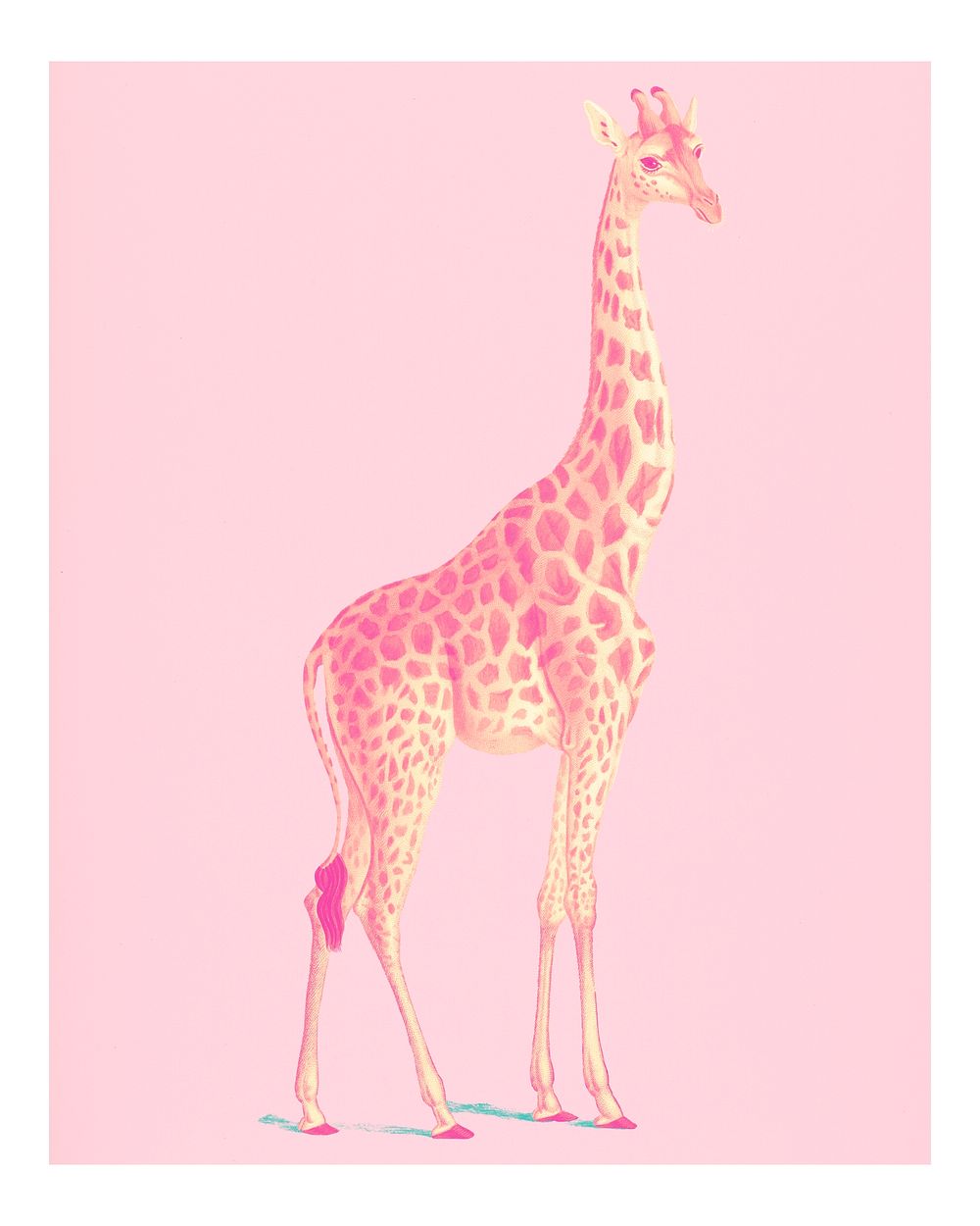 Vintage giraffe (Giraffa camelopardalis) illustration wall art print and poster.