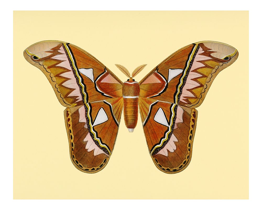 Vintage Attacus Atlas Moth (Attacus Aurora) wall art print and poster.