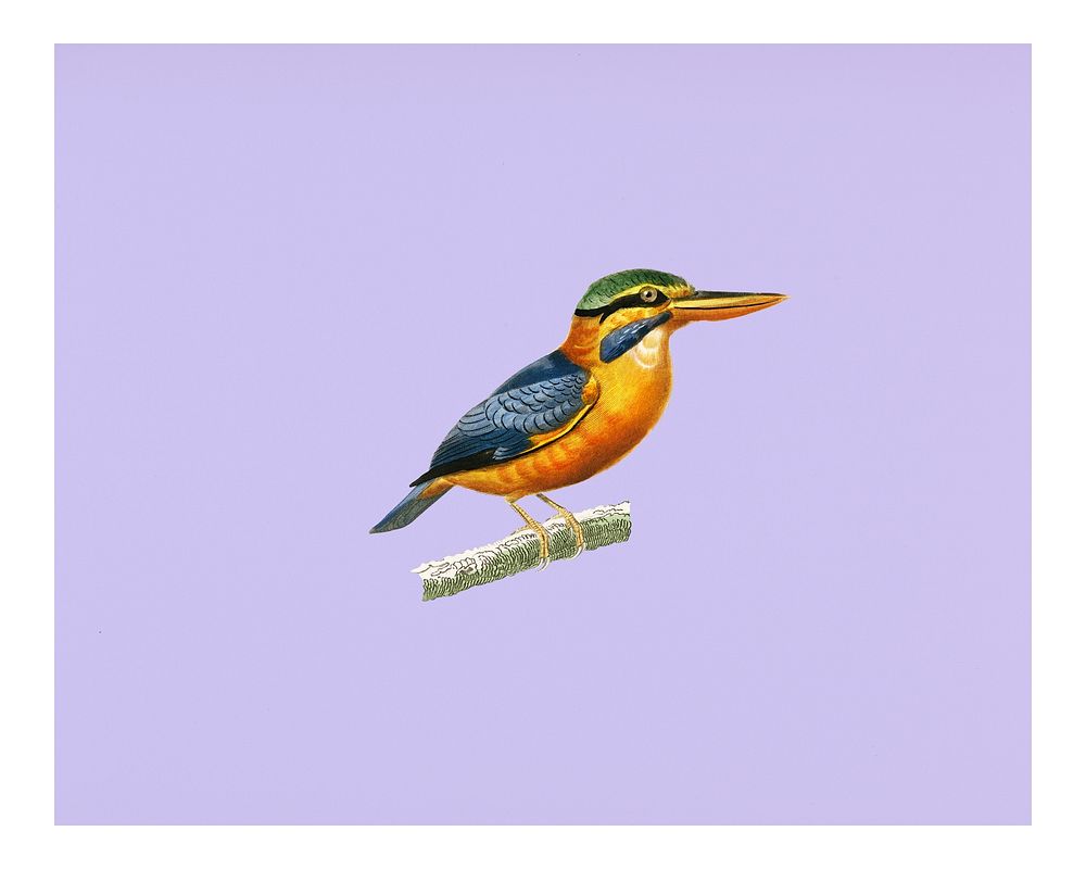 Vintage Rufous-collared kingfisher (Martin chasseur trapu) illustration wall art print and poster.