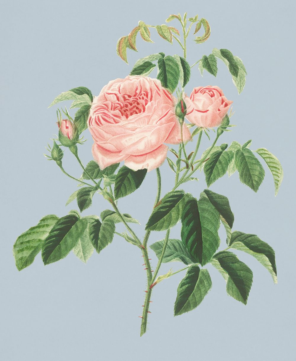 Vintage Illustration of Cabbage Rose