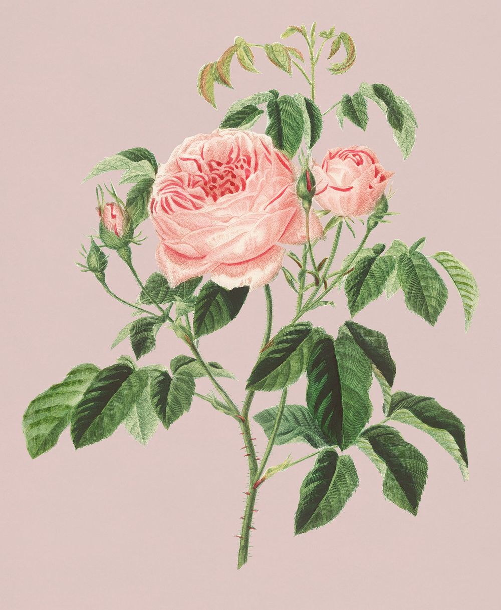Vintage Illustration of Cabbage Rose.