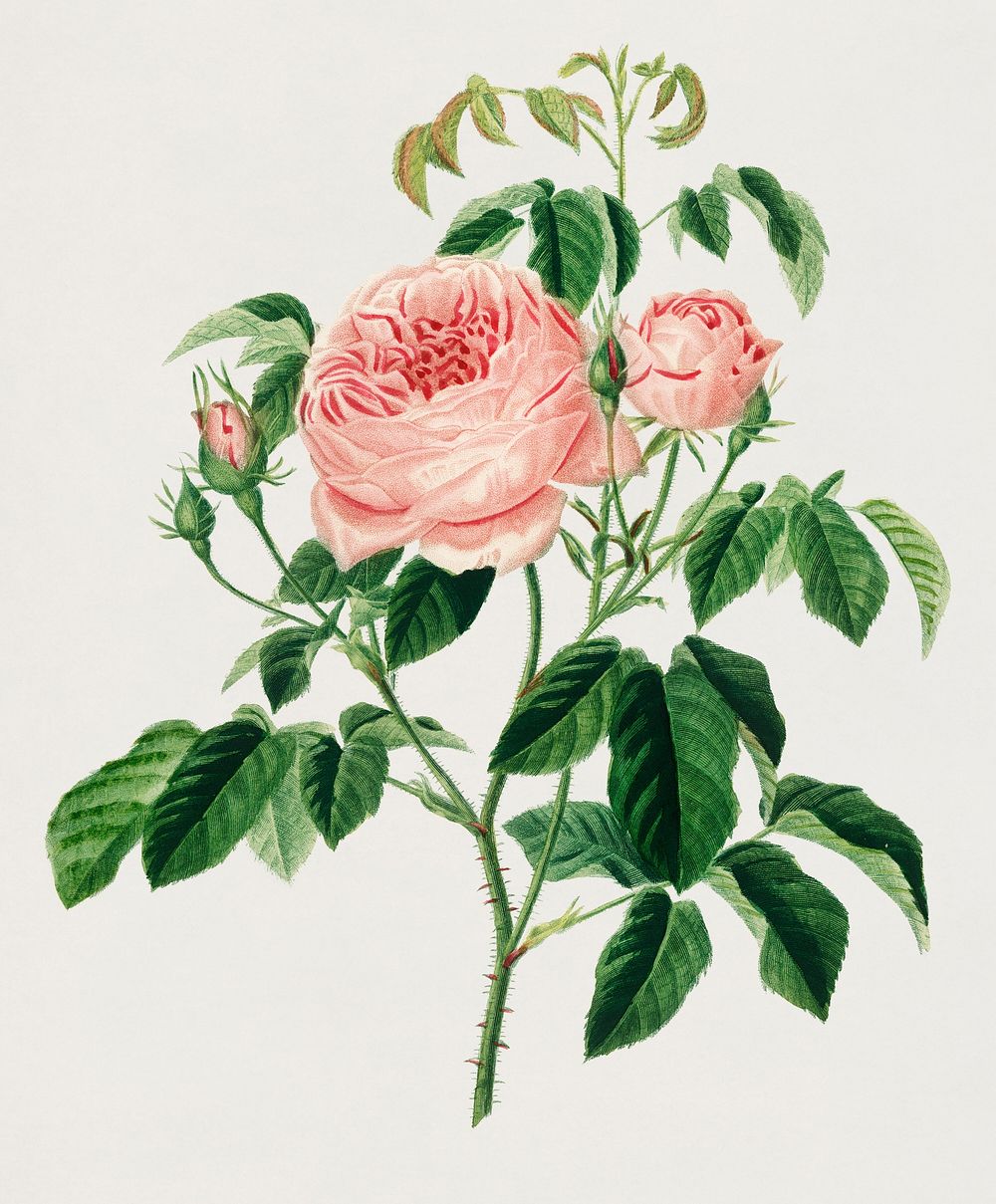 Vintage Illustration of Cabbage Rose (Rosa Centifilia)