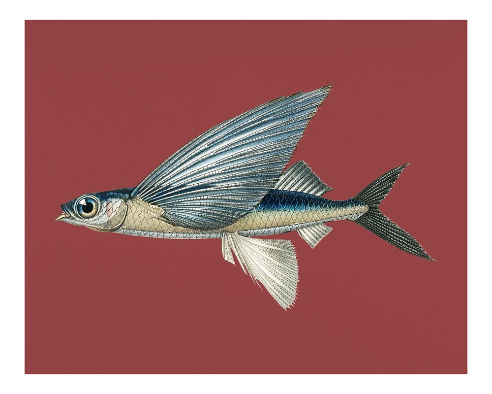 Vintage tropical two wing flying fish (Exocoetus Volitan) illustration wall art print and poster.