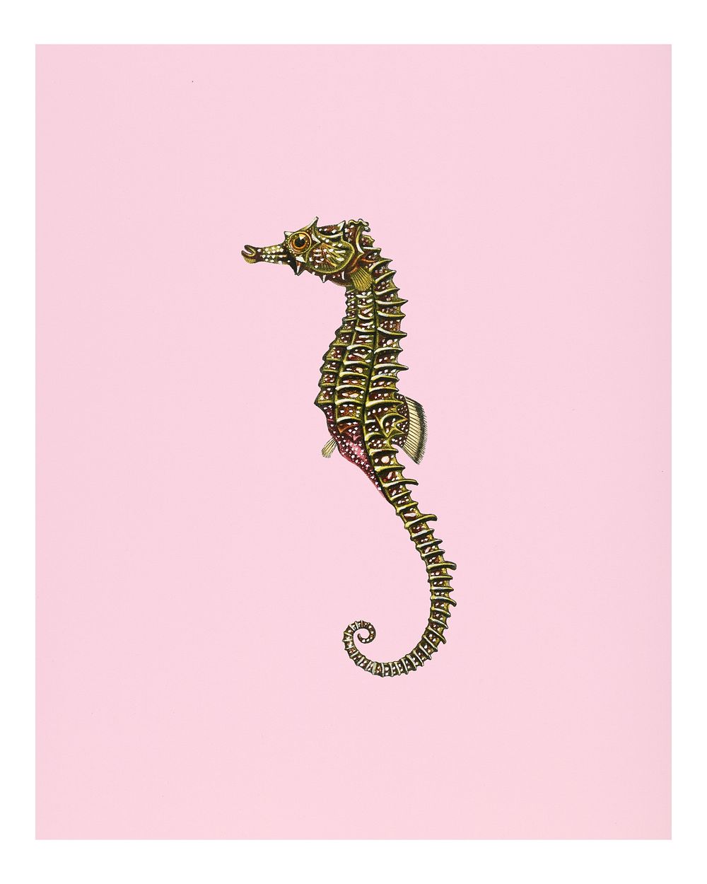 Vintage lined seahorse (Hippocampus Erectus) illustration wall art print and poster.