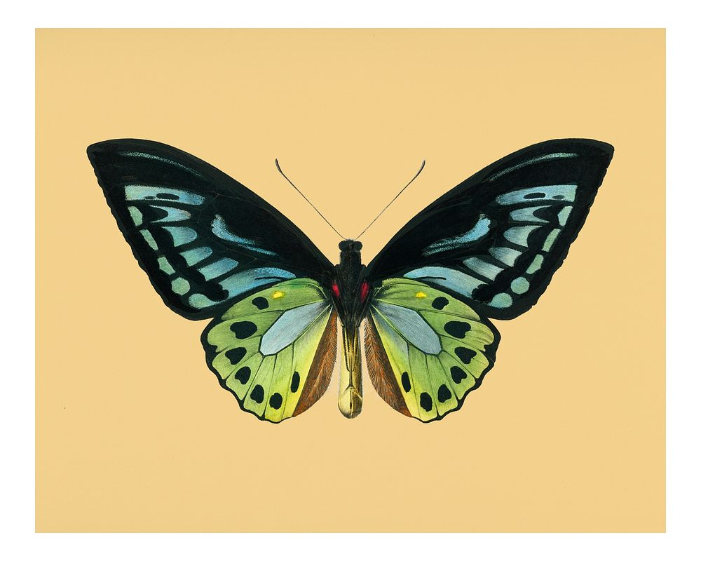 Vintage green birdwing (Ornithoptera priamus) illustration wall art print and poster.