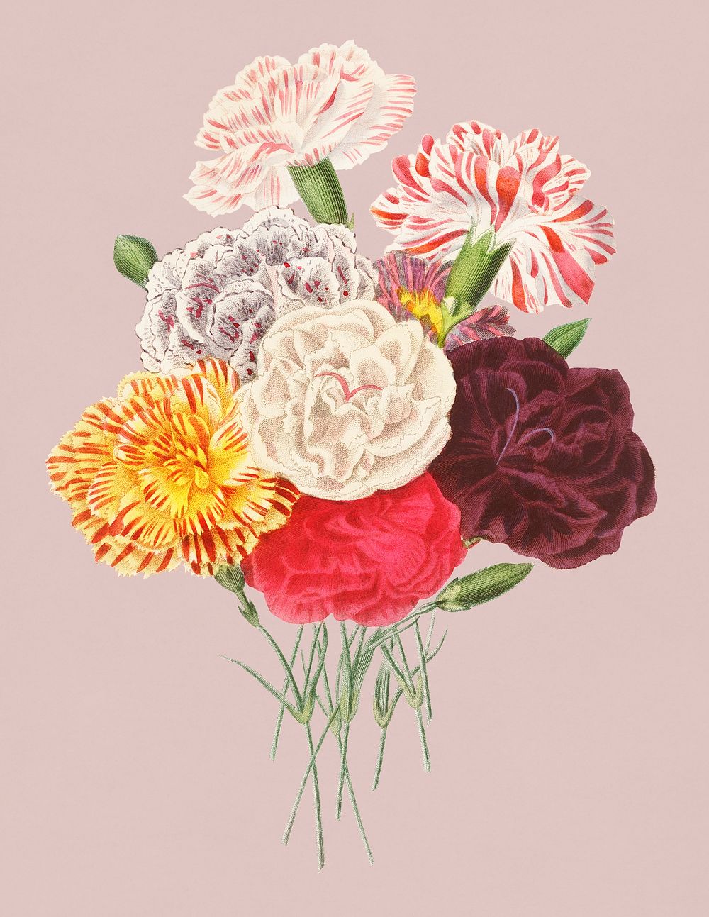 Vintage Illustration of Carnation.