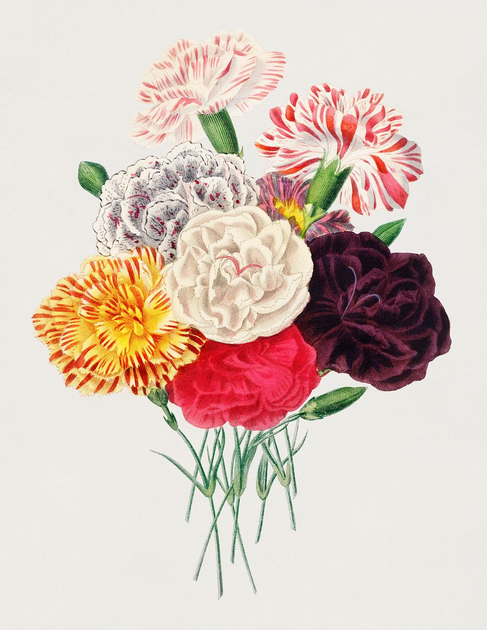 Vintage Illustration of Carnation (Dianthus caryophyllus)