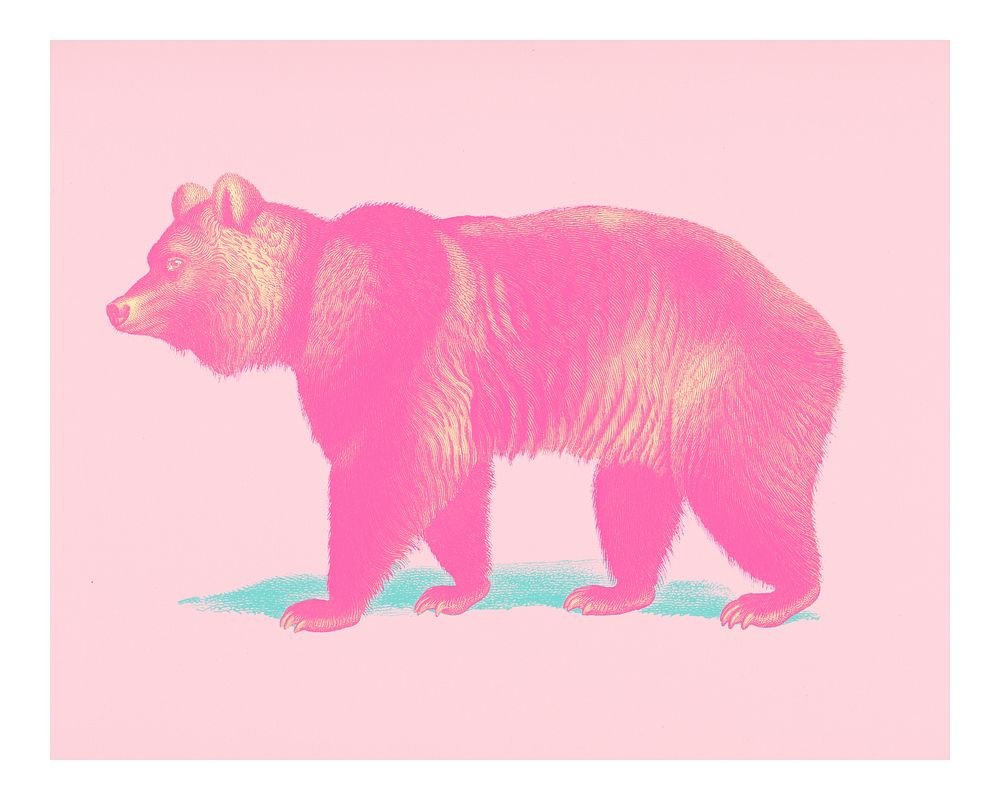 Vintage Brown Bear (Ursus Arctos) illustration wall art print and poster.