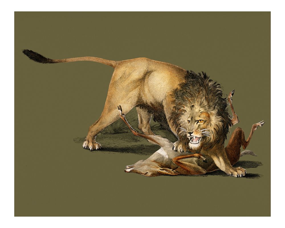 Vintage lion (Panthera Leo) illustration wall art print and poster.