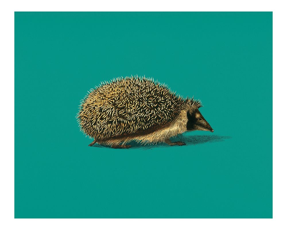 Vintage European hedgehog (Erinaceus Europaeus) illustration wall art print and poster.