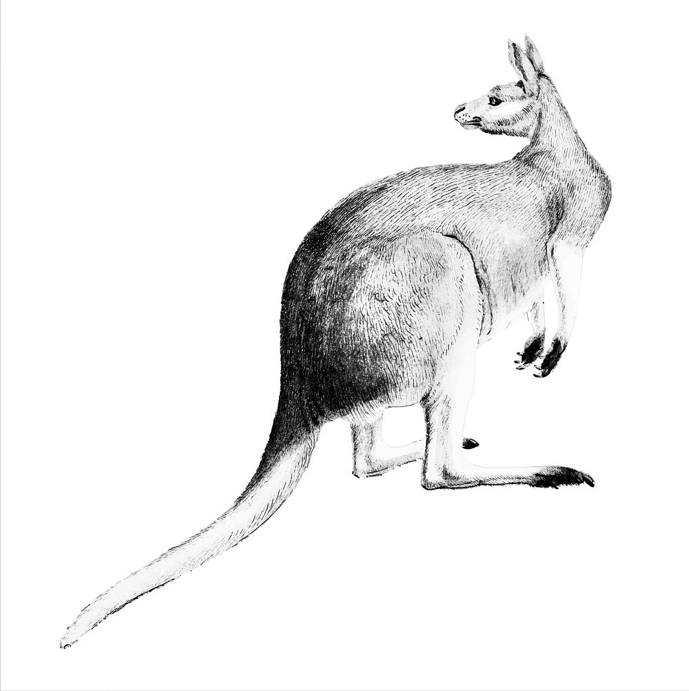 Vintage illustrations of The red kangaroo