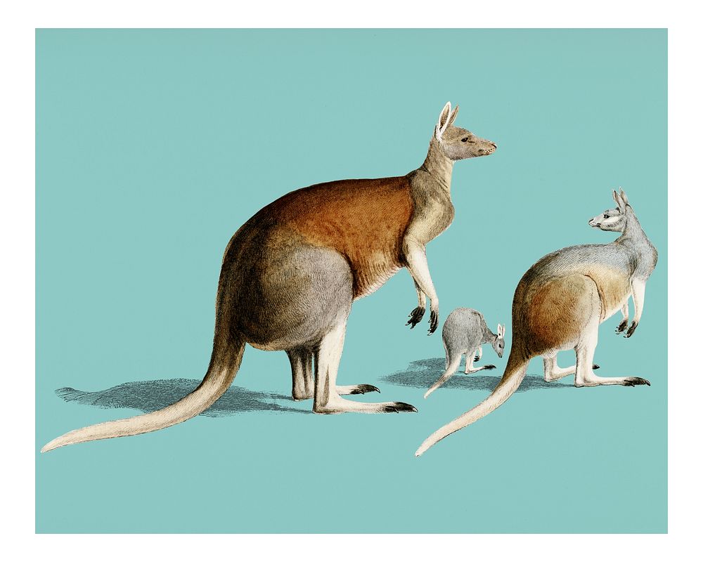 The red kangaroo (Macropus rufus) vintage illustration wall art print and poster.