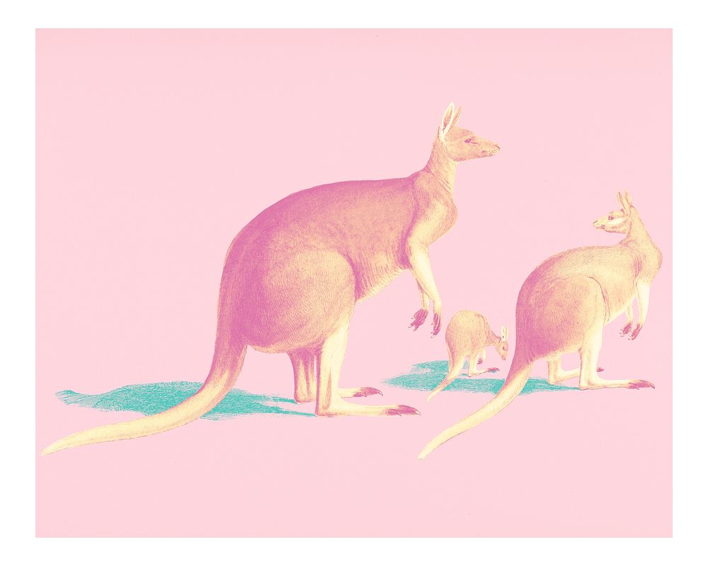 The red kangaroo (Macropus rufus) vintage illustration wall art print and poster in pink pastel. 