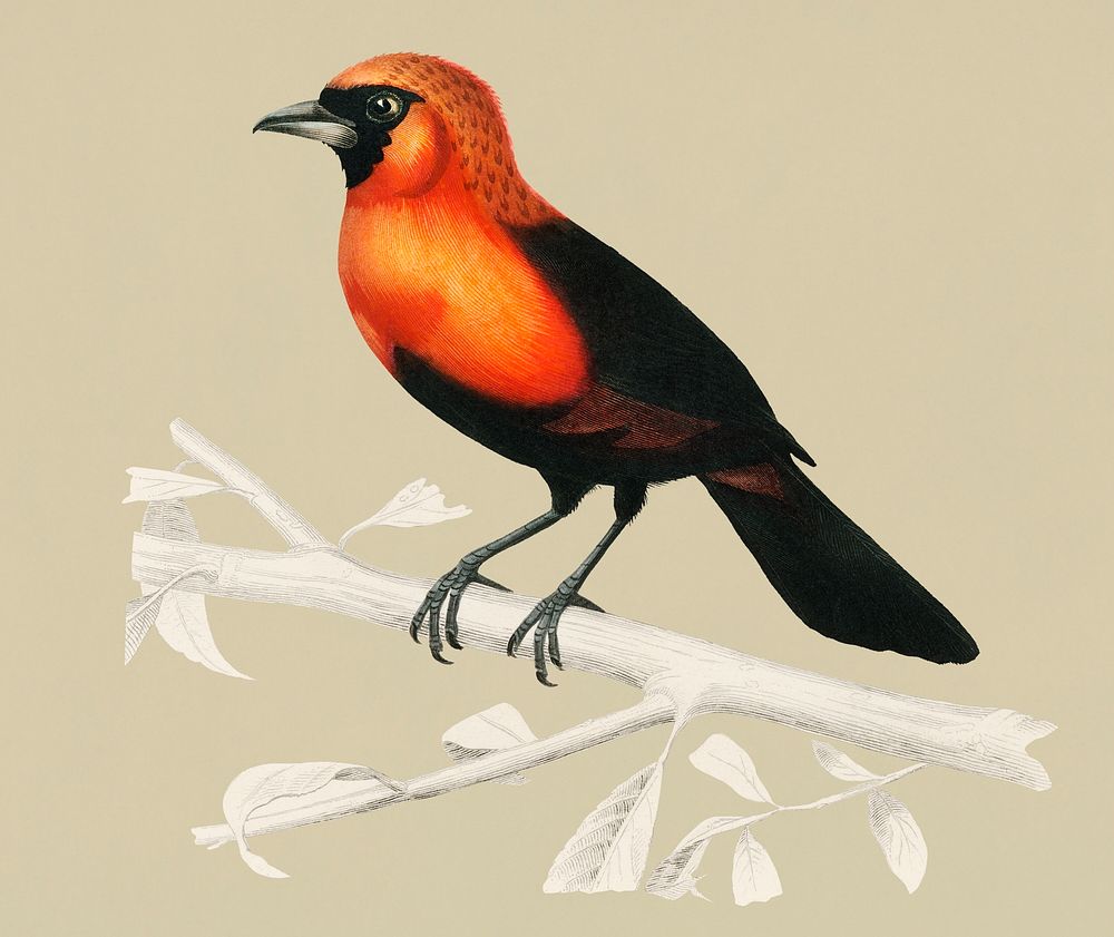 VIntage Illustration of Masked crimson tanager.