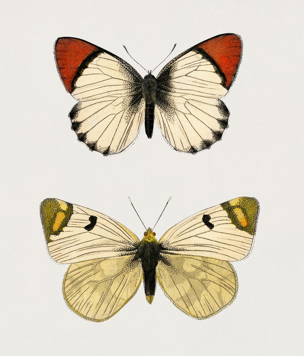 Anthocharis eupompe and Zegris eupheme illustrated by Charles Dessalines D' Orbigny (1806-1876). Digitally enhanced from our…