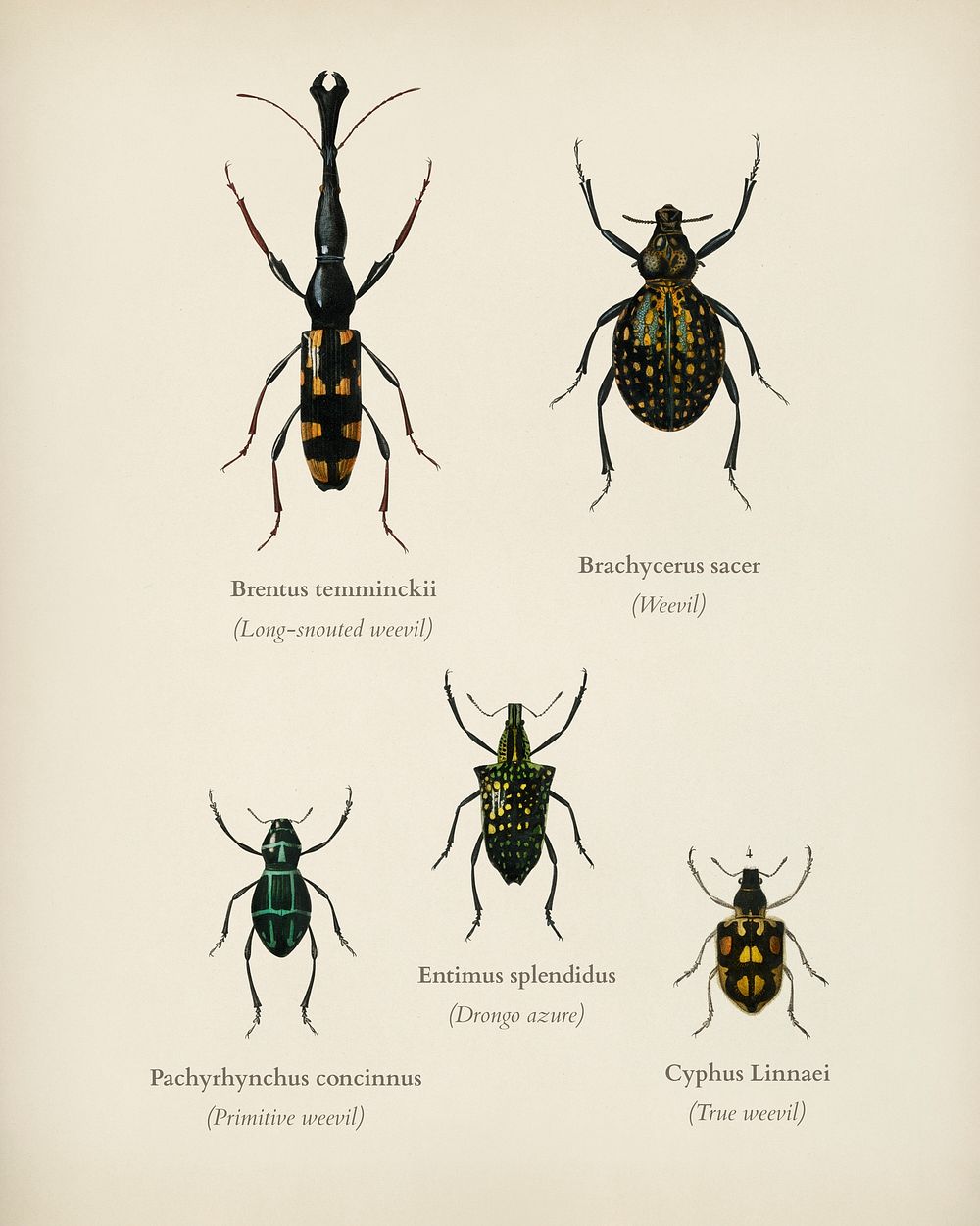 Different types of insects illustrated by Charles Dessalines D' Orbigny (1806-1876). Digitally enhanced from our own 1892…