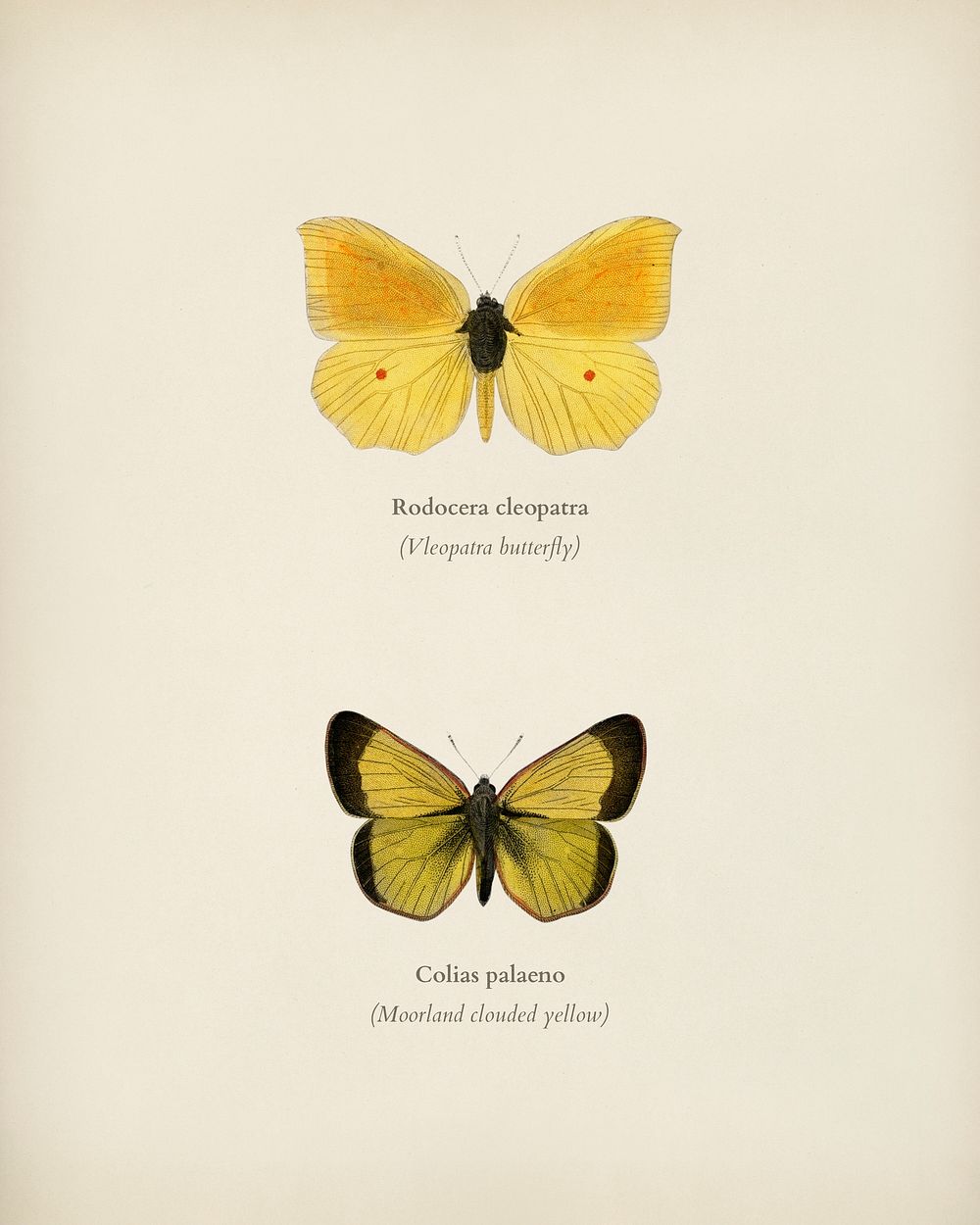 Rodocera cleopatra, and Colias palaeno illustrated by Charles Dessalines D' Orbigny (1806-1876). Digitally enhanced from our…