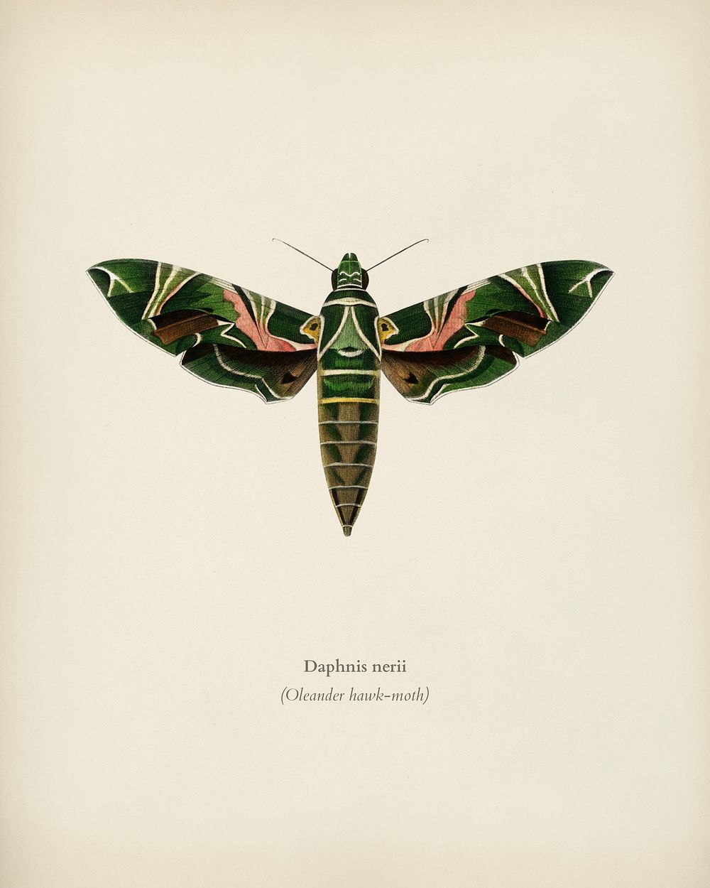 Oleander hawk-moth (daphnis nerii) illustrated by Charles Dessalines D' Orbigny (1806-1876). Digitally enhanced from our own…