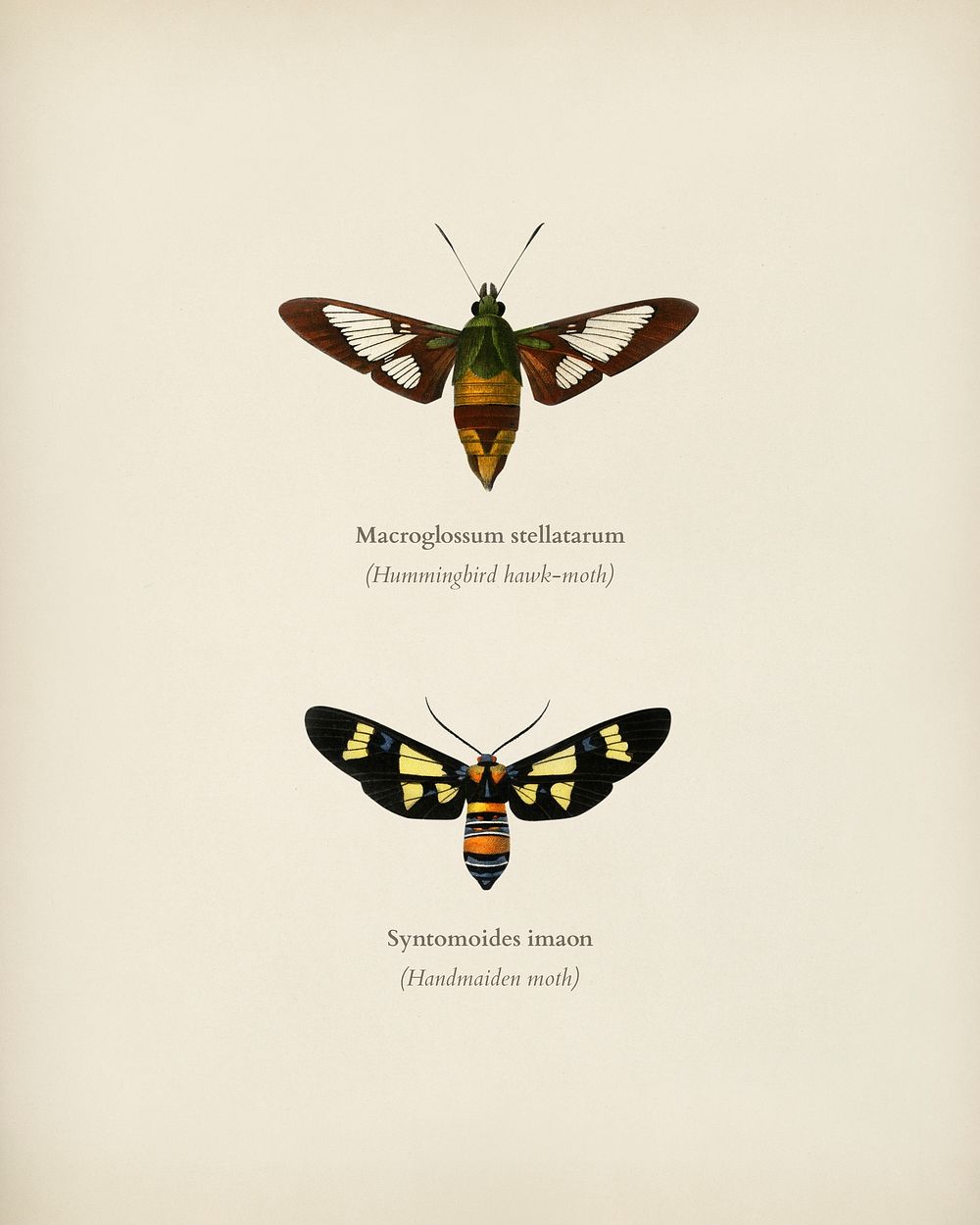 Collection of moths illustrated by Charles Dessalines D' Orbigny (1806-1876). Digitally enhanced from our own 1892 edition…