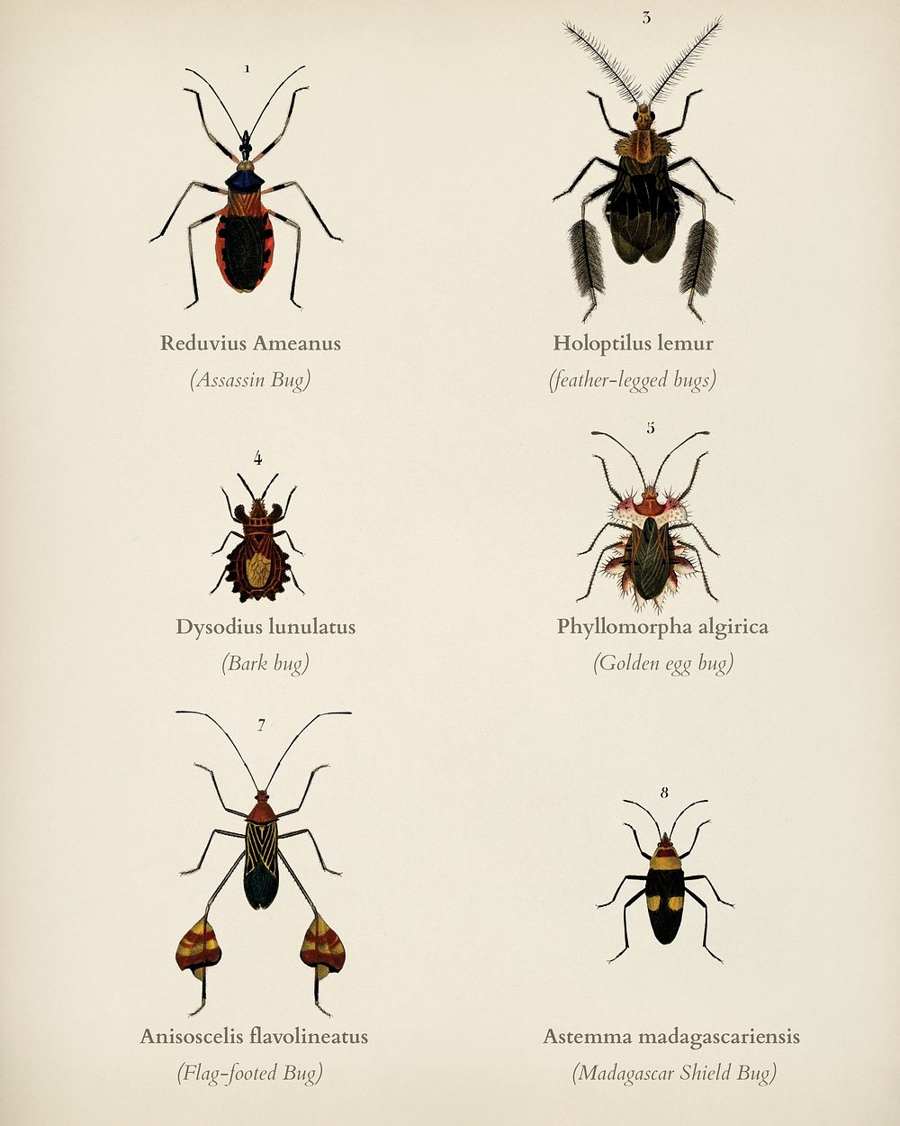 Different types of bugs illustrated by Charles Dessalines D' Orbigny (1806-1876).Digitally enhanced from our own 1892…