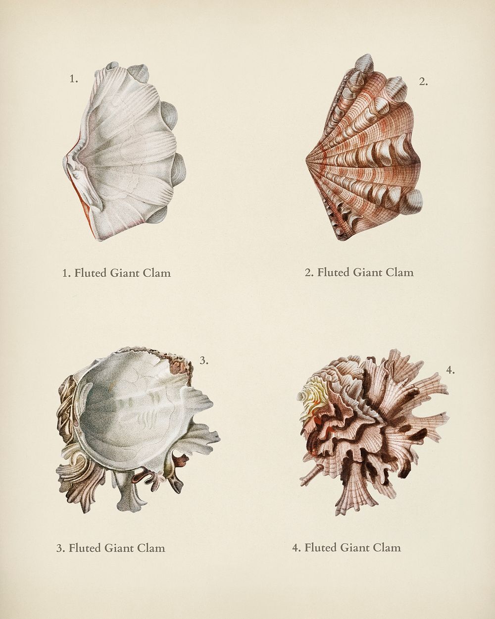 Fluted giant clam and Murex illustrated by Charles Dessalines D' Orbigny (1806-1876). Digitally enhanced from our own 1892…