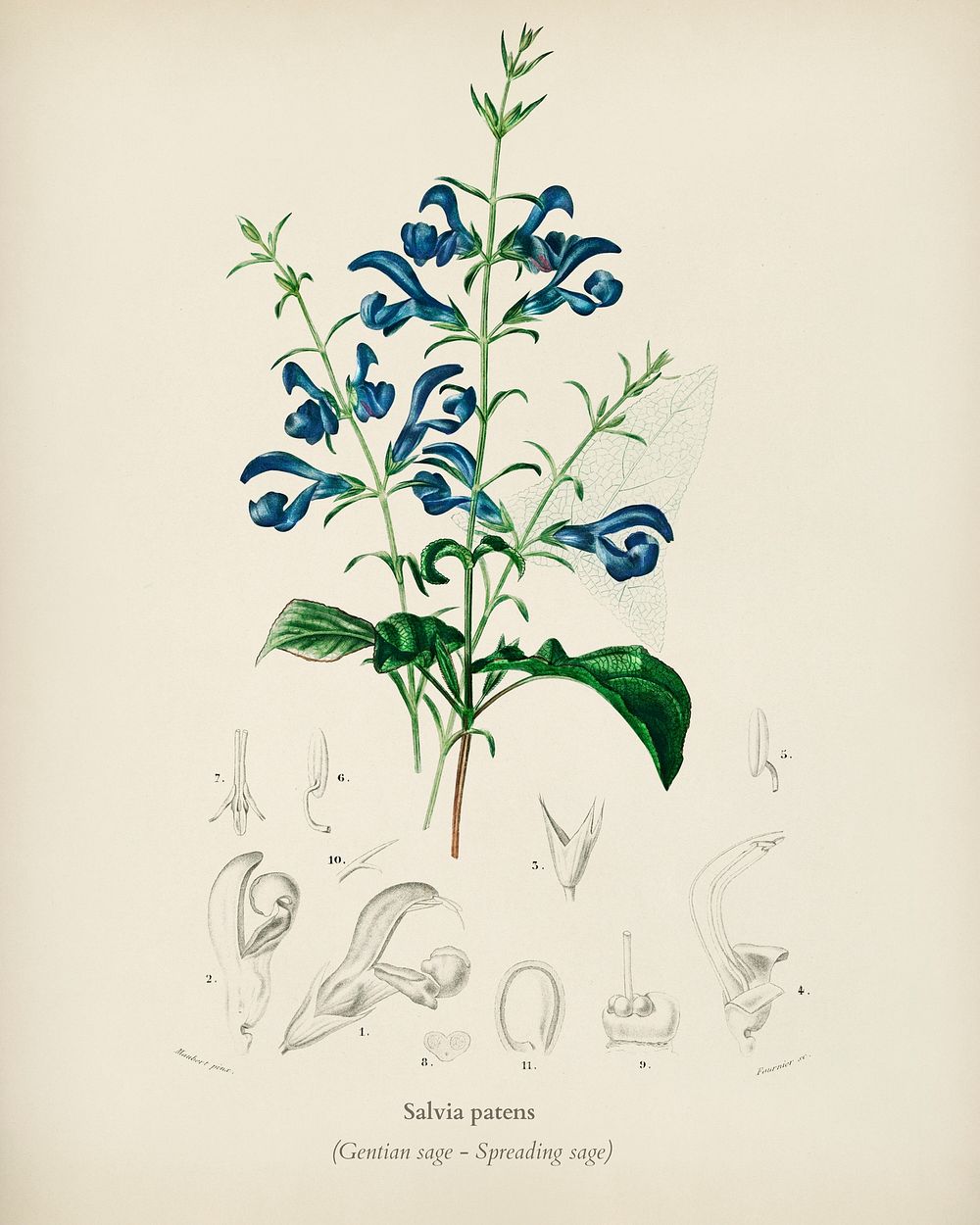 Salvia patens illustrated by Charles Dessalines D' Orbigny (1806-1876). Digitally enhanced from our own 1892 edition of…