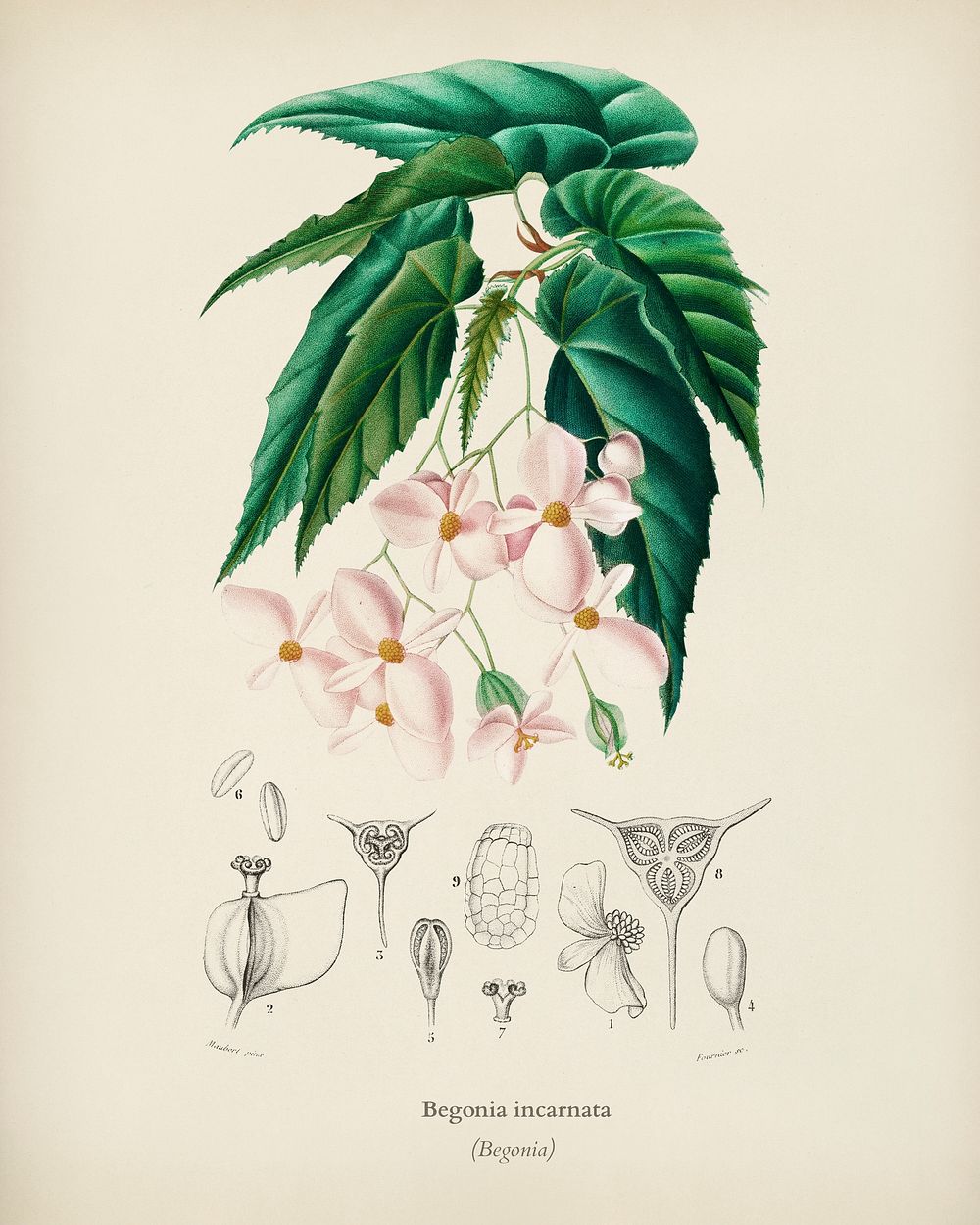 Begonia (Begonia incarnata) illustrated by Charles Dessalines D' Orbigny (1806-1876). Digitally enhanced from our own 1892…