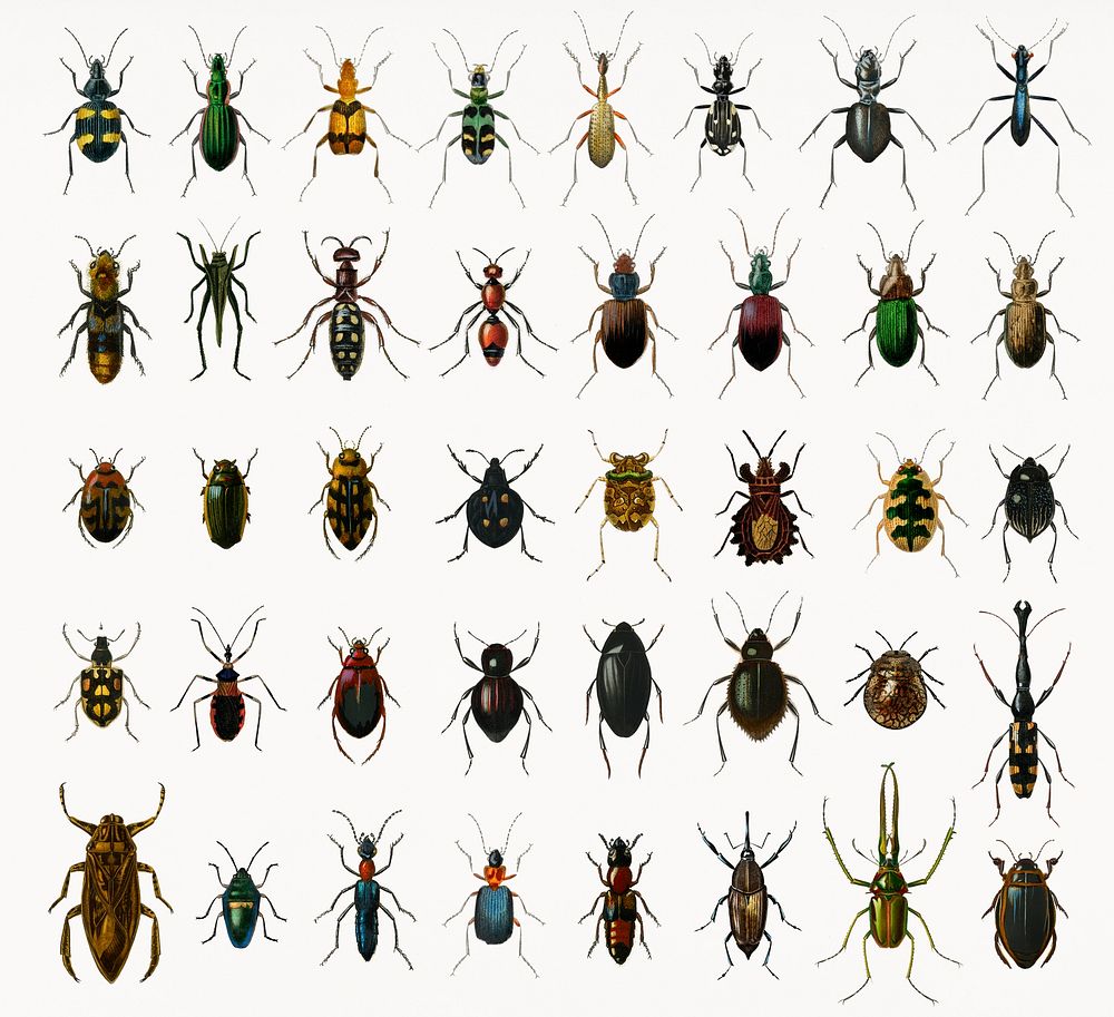 Different types of insects illustrated by Charles Dessalines D' Orbigny (1806-1876). Digitally enhanced from our own 1892…