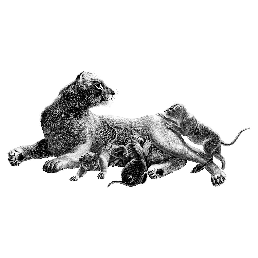 Vintage illustrations of Lioness