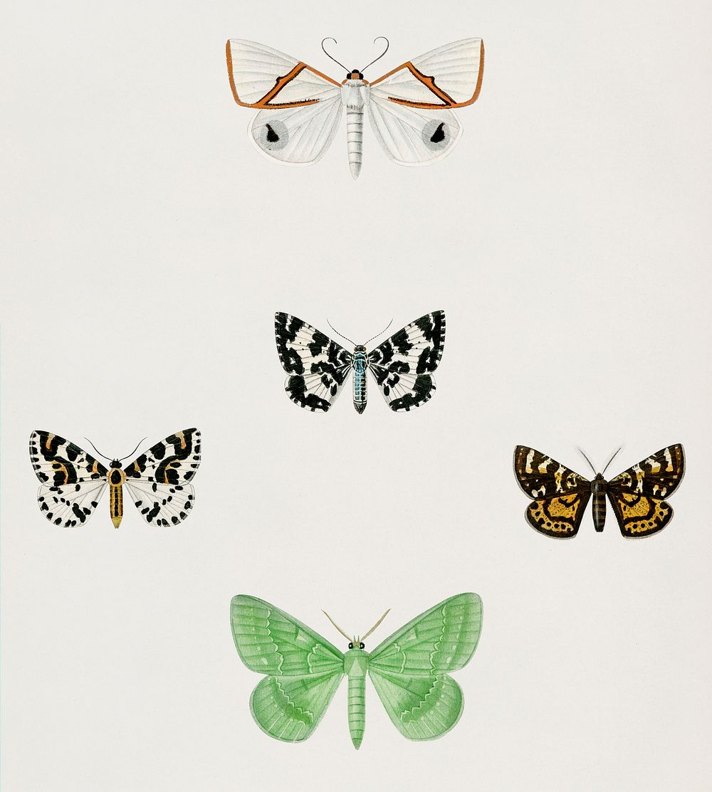 Different Types Of Moths Illustrated Premium Psd Rawpixel