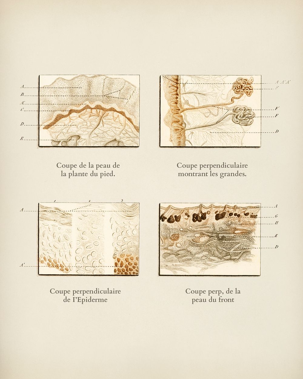 Collection of hand drawing of human skin structure illustrated by Charles Dessalines D' Orbigny (1806-1876).
