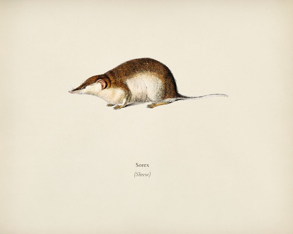 Shrew (Sorex) illustrated by Charles Dessalines D' Orbigny (1806-1876). Digitally enhanced from our own 1892 edition of…