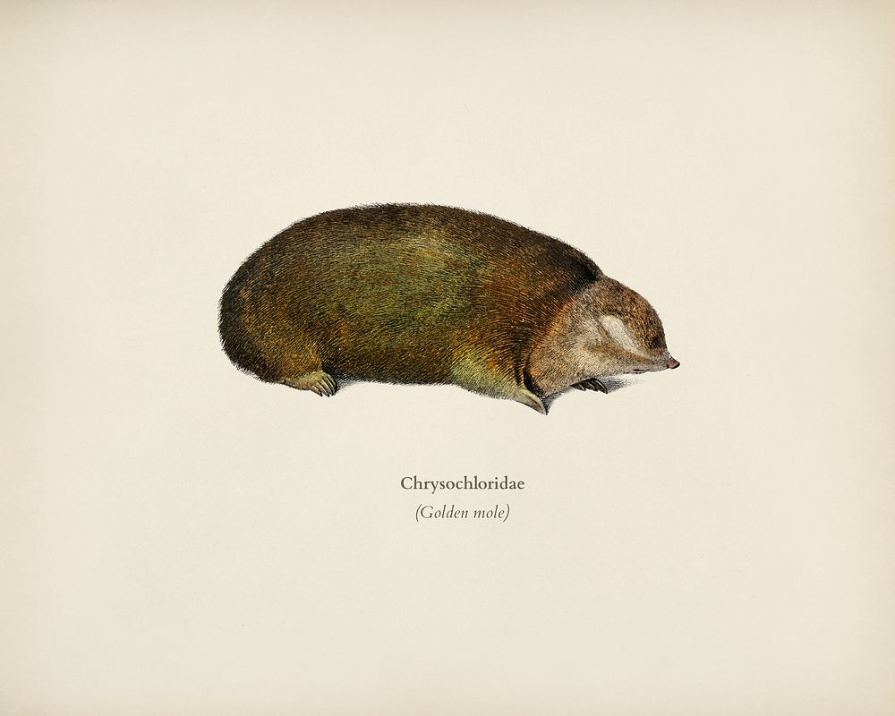 Golden mole (Chrysochloridae) illustrated by Charles Dessalines D' Orbigny (1806-1876). Digitally enhanced from our own 1892…