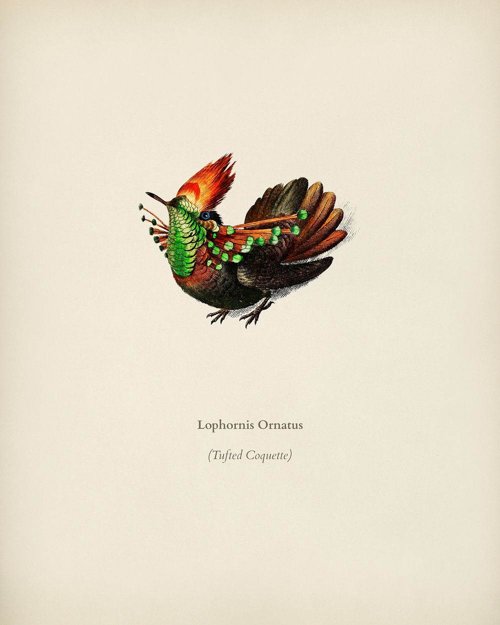 Tufted Coquette (Lophornis Ornatus) illustrated by Charles Dessalines D' Orbigny (1806-1876). Digitally enhanced from our…