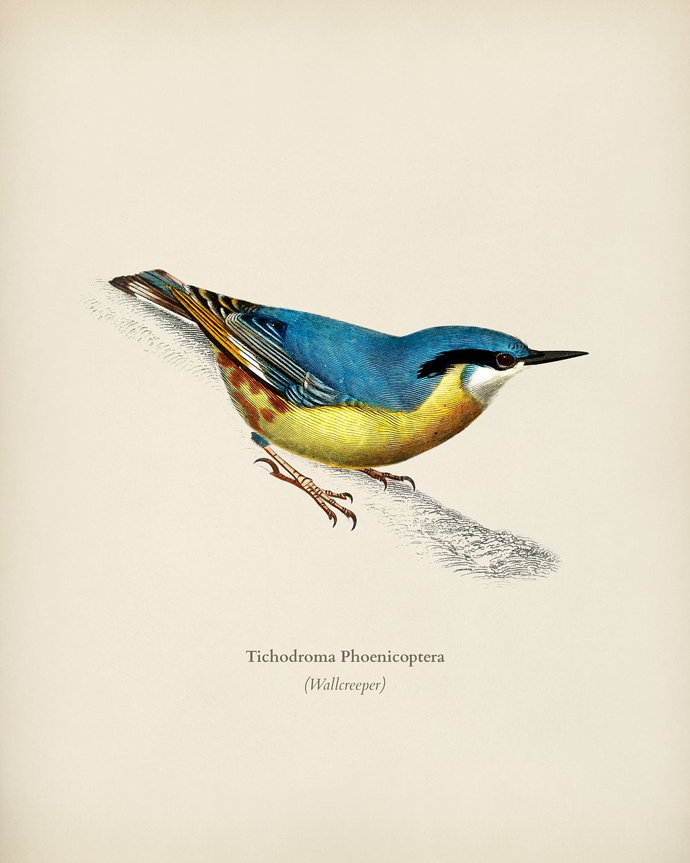 Wallcreeper (Tichodroma Phoenicoptera) illustrated by Charles Dessalines D' Orbigny (1806-1876). Digitally enhanced from our…