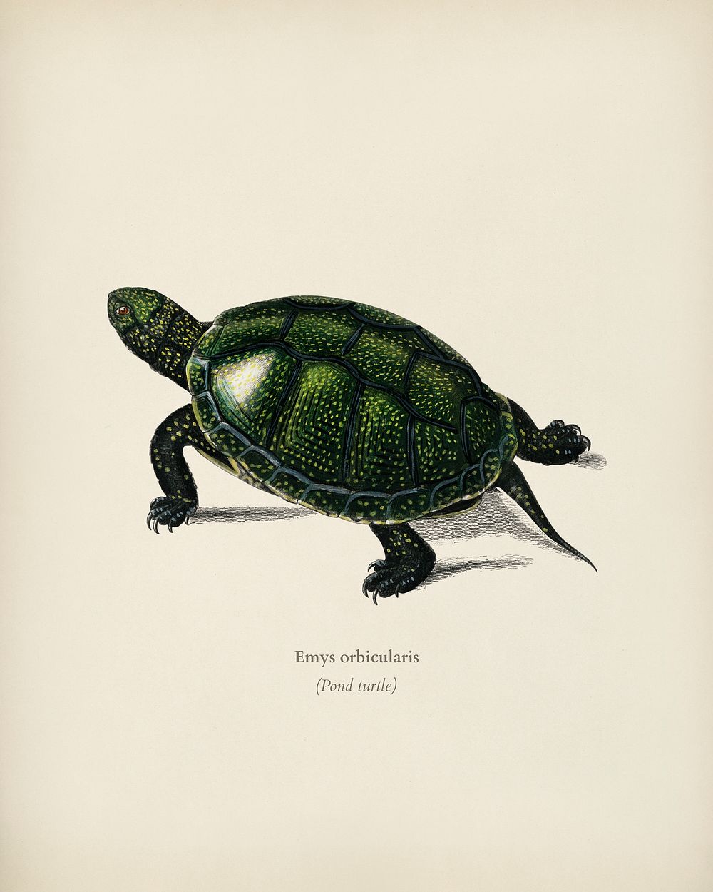 Pond turtle (Emys orbicularis) illustrated by Charles Dessalines D' Orbigny (1806-1876). Digitally enhanced from our own…