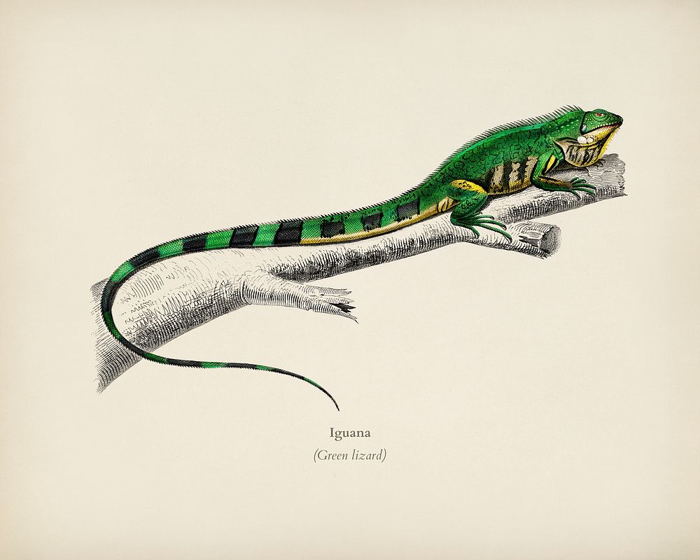Green lizard (iguana) illustrated by Charles Dessalines D' Orbigny (1806-1876). Digitally enhanced from our own 1892 edition…