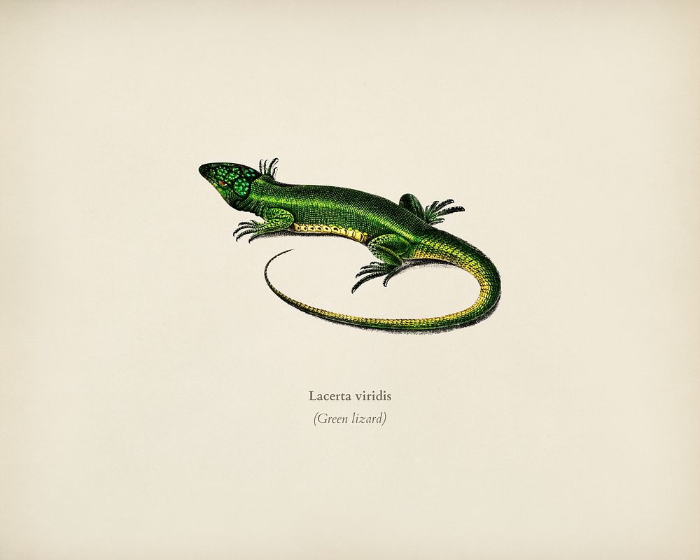 Green lizard (Lacerta viridis) illustrated by Charles Dessalines D' Orbigny (1806-1876). Digitally enhanced from our own…