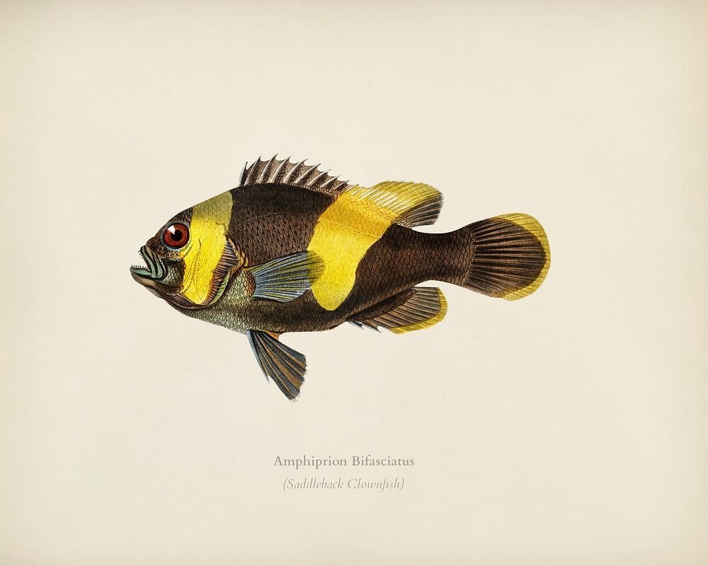 Saddleback Clownfish (Amphipiron Bifasciatus) illustrated by Charles Dessalines D' Orbigny (1806-1876). Digitally enhanced…