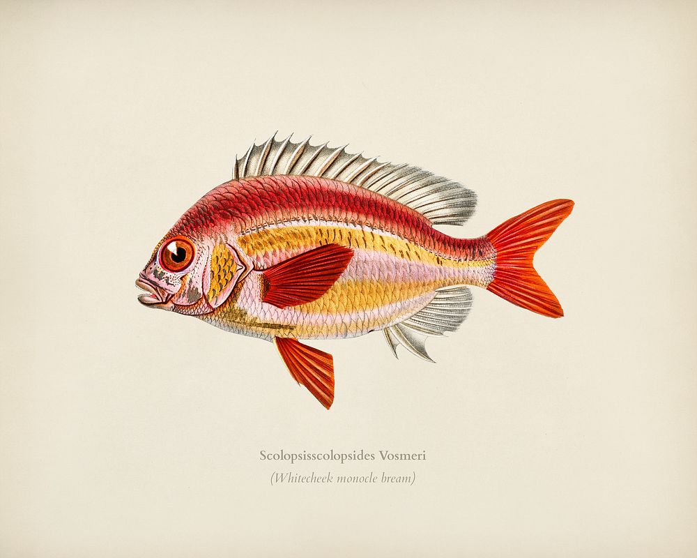 Whitecheek monocle bream (Scolopsisscolopsides Vosmeri) illustrated by Charles Dessalines D' Orbigny (1806-1876). Digitally…