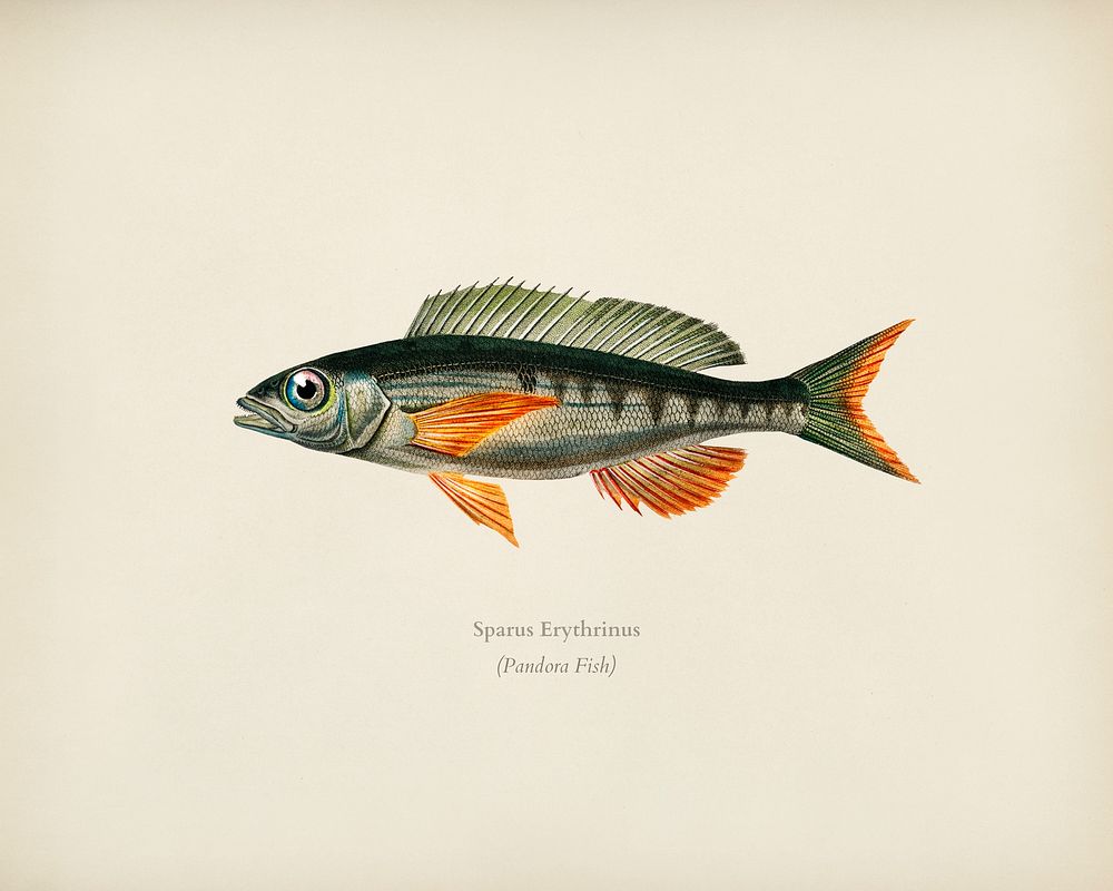 Pandoara Fish (Sparus Erthrinus) illustrated by Charles Dessalines D' Orbigny (1806-1876). Digitally enhanced from our own…
