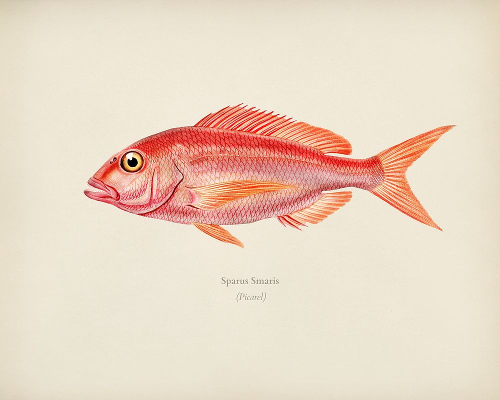 Picarel (Sparus Smaris) illustrated by Charles Dessalines D' Orbigny (1806-1876). Digitally enhanced from our own 1892…