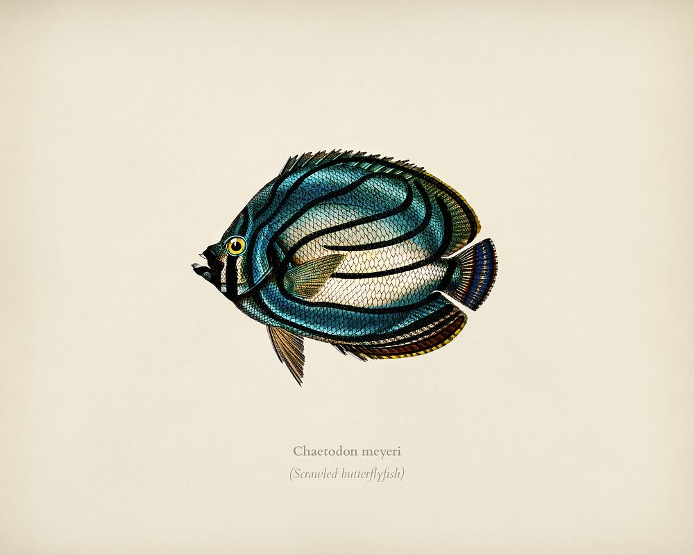 Chaetodon meyeri illustrated by Charles Dessalines D' Orbigny (1806-1876). Digitally enhanced from our own 1892 edition of…