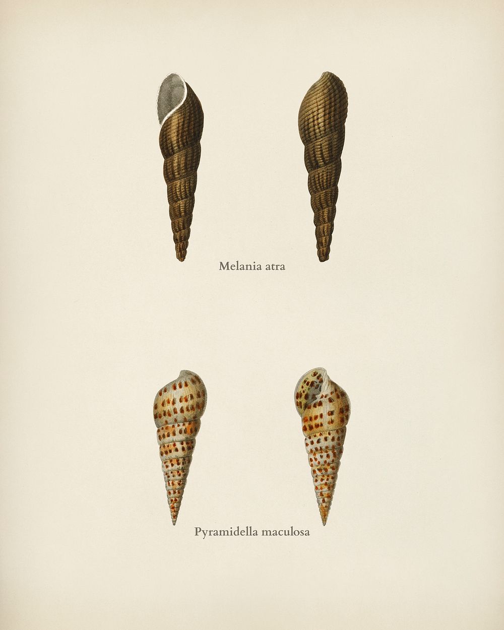 Melania atra and Pyramidella maculosa illustrated by Charles Dessalines D' Orbigny (1806-1876). Digitally enhanced from our…