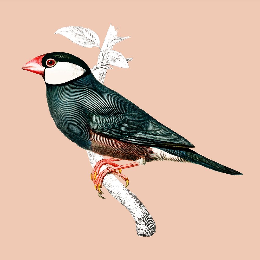Java Sparrow (Lonchura Oryzivora) illustrated by Charles Dessalines D' Orbigny (1806-1876). Digitally enhanced from our own…