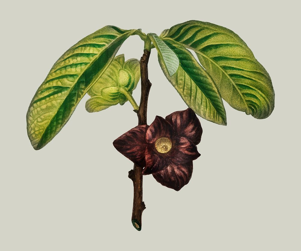 Asimina triloba illustrated by Charles Dessalines D' Orbigny (1806-1876). Digitally enhanced from our own 1892 edition of…