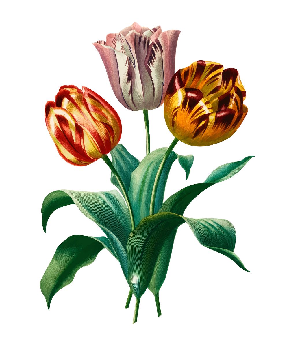 Didier's tulip (Tulipa gesneriana) illustrated by Charles Dessalines D' Orbigny (1806-1876). Digitally enhanced from our own…